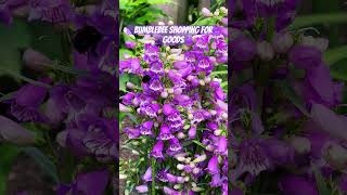 Prairie Dust penstemon new addition to my garden garden spring beginnergardener bumblebee [upl. by Nnyleuqcaj]