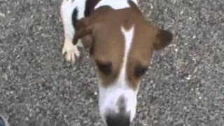 HeffnerTreeing Walker Coonhound [upl. by Glass]