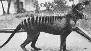 25 Extinct Animals That Scientists Want To DeExtinct [upl. by Halbert]