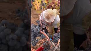 grapes garden grapes fruit cutting process black grapes  shortvideo viral farmingfarming [upl. by Amie]