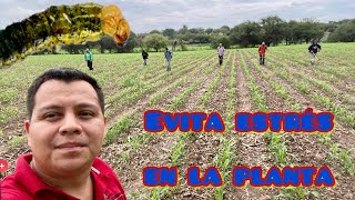 Evita Estrés en tu Cultivo Plantas de Maíz con MAYOR Tolerancia a Condiciones Adversas Agro foliar [upl. by Atisor]