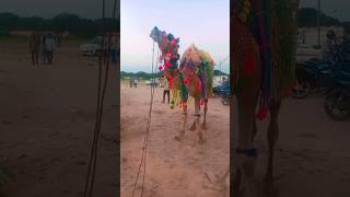 Funniest Camel Ride camel ride camelride cuteanimals fun viral [upl. by Ytte]