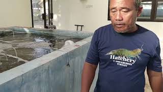 Penebaran udang vaname di hatchery [upl. by Haila]