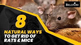 8 Natural Ways to Get Rid of Rats amp Mice Without Harming Them  Humane Home Remedies For Pests [upl. by Enovi]