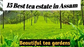 15 best tea estate in Assam  Assam tea gardens [upl. by Lissak]