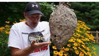 3 HORNETS Nests  Keeping Hornets as Pets  Wasp Nest Removals [upl. by Gainor853]