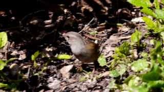 Dunnock Prunella modularis  Heckenbraunelle 06 [upl. by Aloiv]