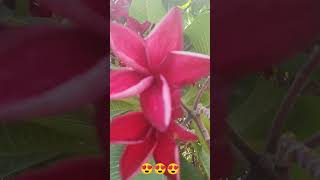 frangipani Plumeria rubra [upl. by Einahpehs521]