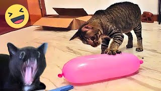 Funniest Cats And Dogs Videos 😁  Best Funny Animal Videos 2024 🥰11 [upl. by Meredith]