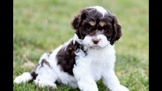 Cockapoo Puppies for Sale [upl. by Kim900]