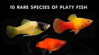 10 TYPES OF PLATY FISH  RARE TYPES  DIFFERENT SPECIES OF PLATIES  PLATY PART 2 [upl. by Anidem]