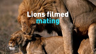 Male lion filmed mating with lioness [upl. by Ingra]