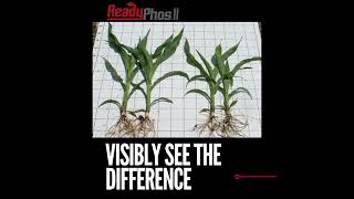 The Advantages of ReadyPhos II  Dry Fertilizer Phosphate Additive agriculture fertilizerbenefits [upl. by Pamela945]