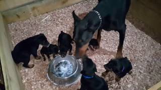 Dobermann Kennel  Aylık temizliğimizi de yaptık yeni doğuma hazırız [upl. by Fabrienne]