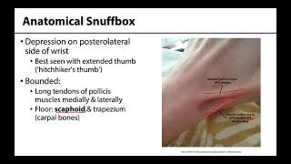 Anatomical Snuffbox  M1 Learning Objectives [upl. by Laertnom]