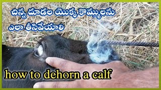 how to dehorn a calf with a disbudding iron removing cattle horn hornsremoving [upl. by Delia]