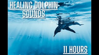 Dolphin Sounds In The Ocean [upl. by Drofxer]