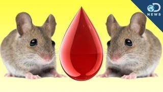 Mouse Cloned From Drop Of Blood [upl. by Ecnarretal]