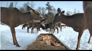 Deer Pantry Trough View  Brownsville Food Pantry for Deer Location  Live Streaming Webcam Videos [upl. by Rosalee239]