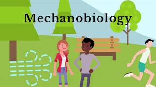 What is Mechanobiology  WashU Engineering [upl. by Sirac]