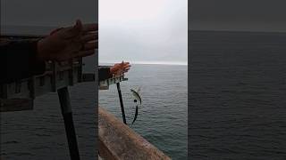 Got bait 3 on at Pismo Beach pier wshrimp Gettin ready fishingadventures fishing pierfishing [upl. by Scotty]