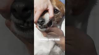 How to Keep Your Dog’s Teeth Clean Simple Tip [upl. by Kerri]