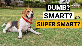 Are Beagles really Dumb like other People say [upl. by Schinica]