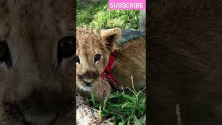 Adorable Tiger Cubs Playing  Cutest Baby Tigers Caught on Cameraquot [upl. by Anohr]