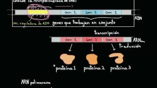 Operones y regulación génica en las bacterias  Biología  Khan Academy en Español [upl. by Reffinej]