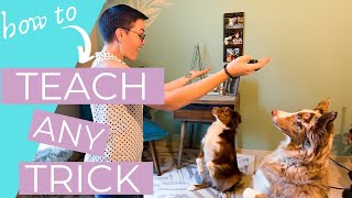 How to Teach Dog tricks 3 Cool Tricks to Teach Your Dog THE KIND CANINE [upl. by Ahsietal928]