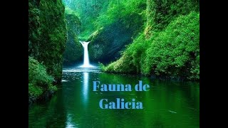 Fauna de Galicia [upl. by Tolmann]