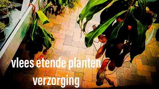 Hoe Te Verzorgen amp Tips VLEES ETENDE PLANTEN [upl. by Gerardo]