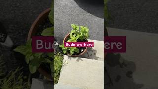 Zinnia from seeds to bloom in container shortvideo youtube feedshorts [upl. by Nered]