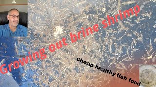 Growing brine shrimp 🍤 to adultsGreat food for your fish 🐟 [upl. by Lekram]