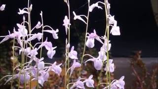 Utricularia sp ミミカキグサの1種ウォーターローン [upl. by Petracca794]