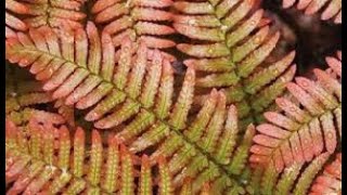 Щитовник Dryopteris Gargen flowers226 Декоративные растения [upl. by Christoph330]