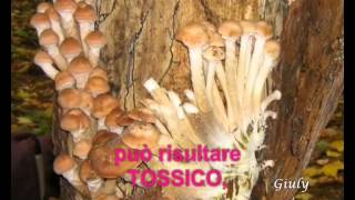 FUNGHI VELENOSI 2 Prataiolo e Porcino e Chiodino [upl. by Arica]