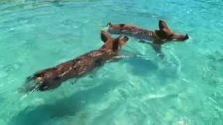 Expedia Swimming Pigs Advert  HD [upl. by Suilmann46]