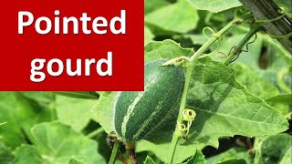 How to grow Pointed gourd Trichosanthes dioica  in brief [upl. by Hoem]