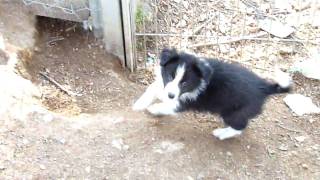 Border Collie Cachorros de Clair 57 dias de edad [upl. by Cohn]