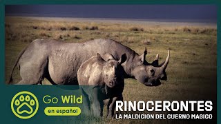 Rinocerontes La Maldición del Cuerno Mágico  Go Wild en español [upl. by Kramer803]