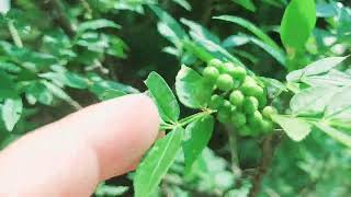 usefulshorts medicalplants natural Zanthoxylum armatum also called winged prickly ash useful 👌 [upl. by Ormsby]