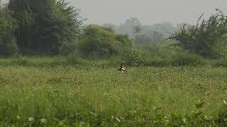 Male lesser florican in courtship relation to impress his female at Sonkhaliya Rajasthan India [upl. by Eejan]