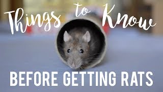 Rat Care For Beginners [upl. by Ziagos871]