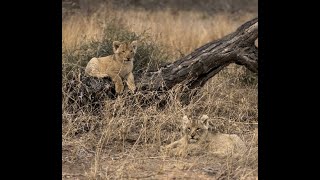 Adorable lion cubs exploring the world [upl. by Orlando]