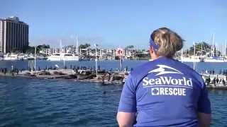 A Second Chance Behind the Rescue  SeaWorld San Diego [upl. by Drofdarb]