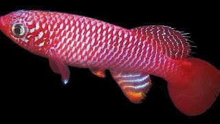 Kisaki Killifish  Nothobranchius Flammicomantis  Care Guide [upl. by Harbird]