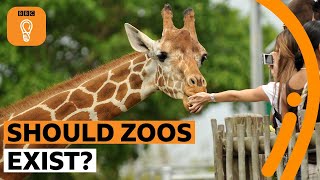 Should zoos exist  BBC Ideas [upl. by Cyndie444]