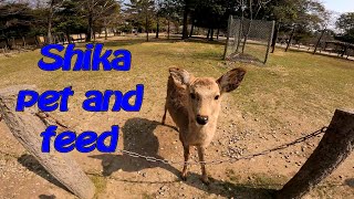 Todaiji Nara park Japan [upl. by Yob]