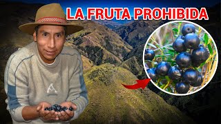 La Machamacha ¿fruta maldita de los Andes [upl. by Jeanelle]